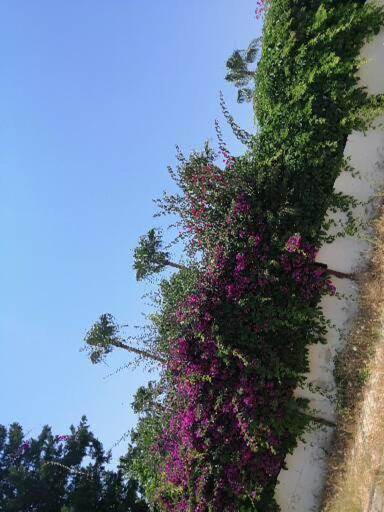 Cimtur Tatil Sitesi 3+1 Villa Alanya Exteriör bild